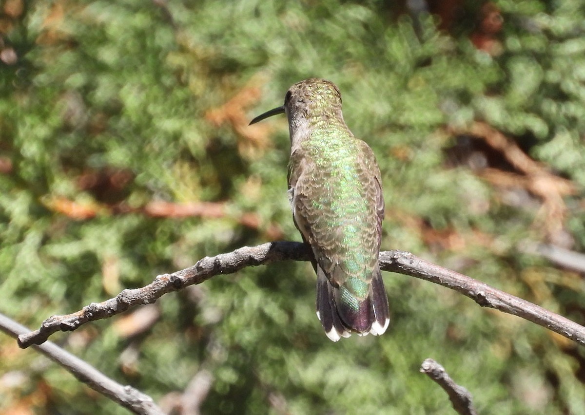 Black-chinned Hummingbird - ML620142671