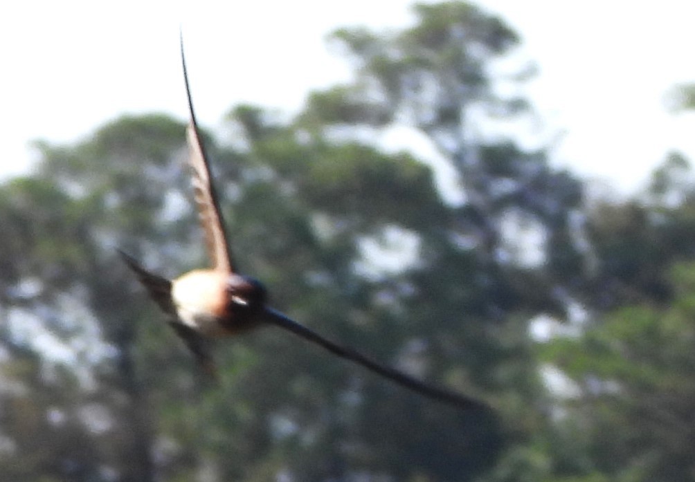 Cliff Swallow - ML620142673