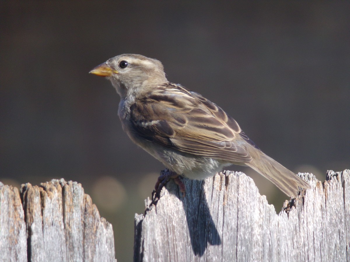 House Sparrow - ML620142678