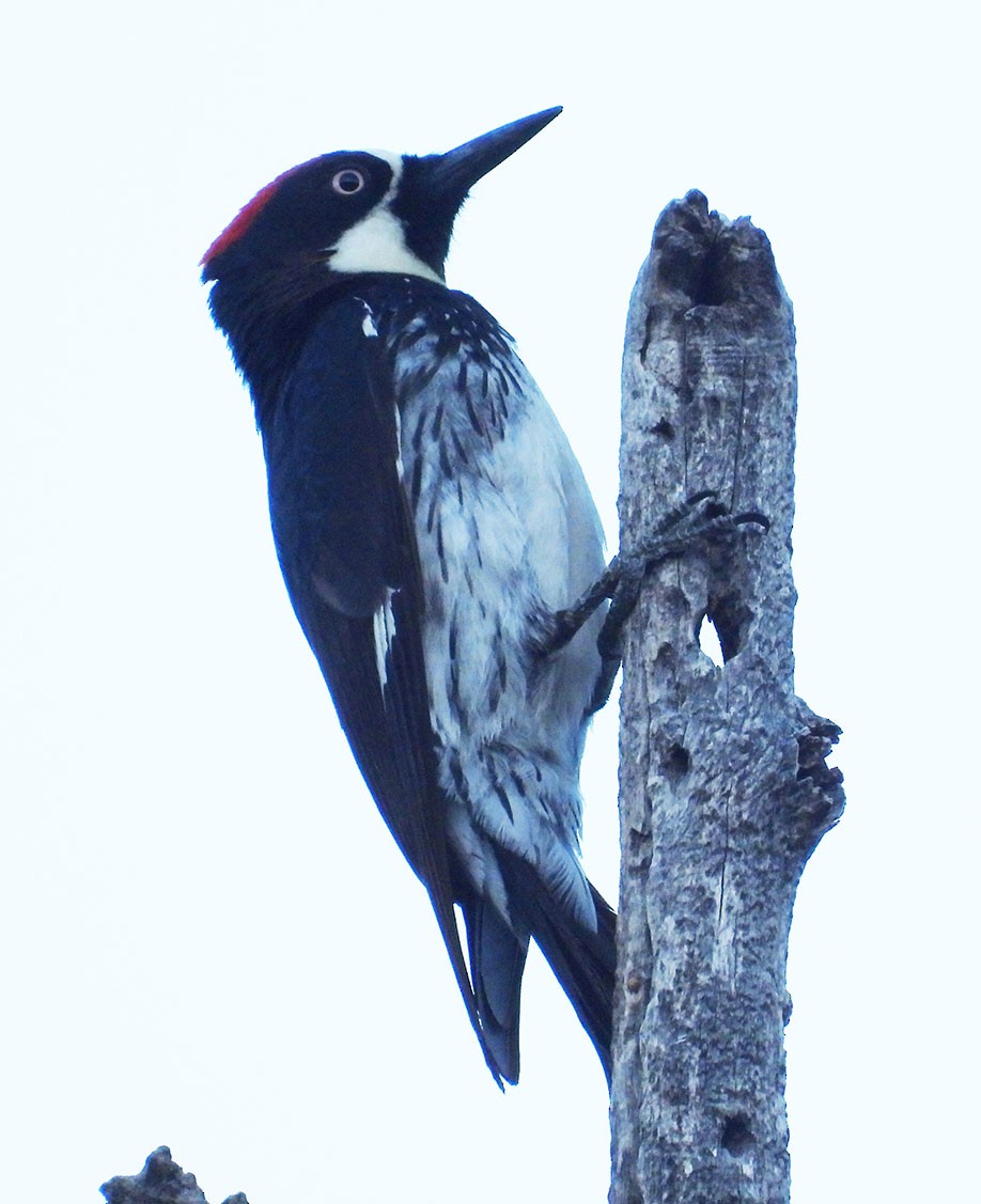 Acorn Woodpecker - ML620142682