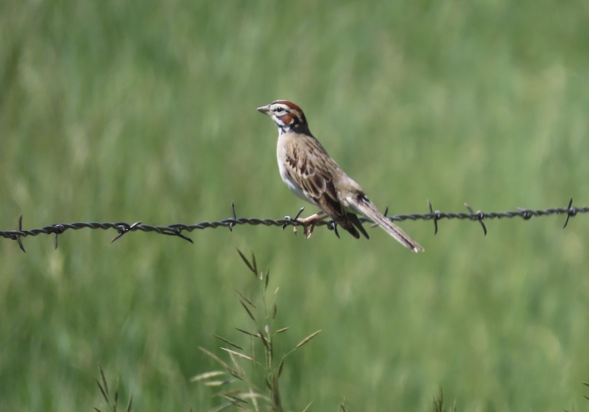 Lark Sparrow - ML620142686