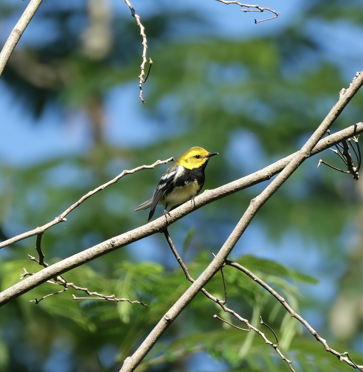 Grünmantel-Waldsänger - ML620142687