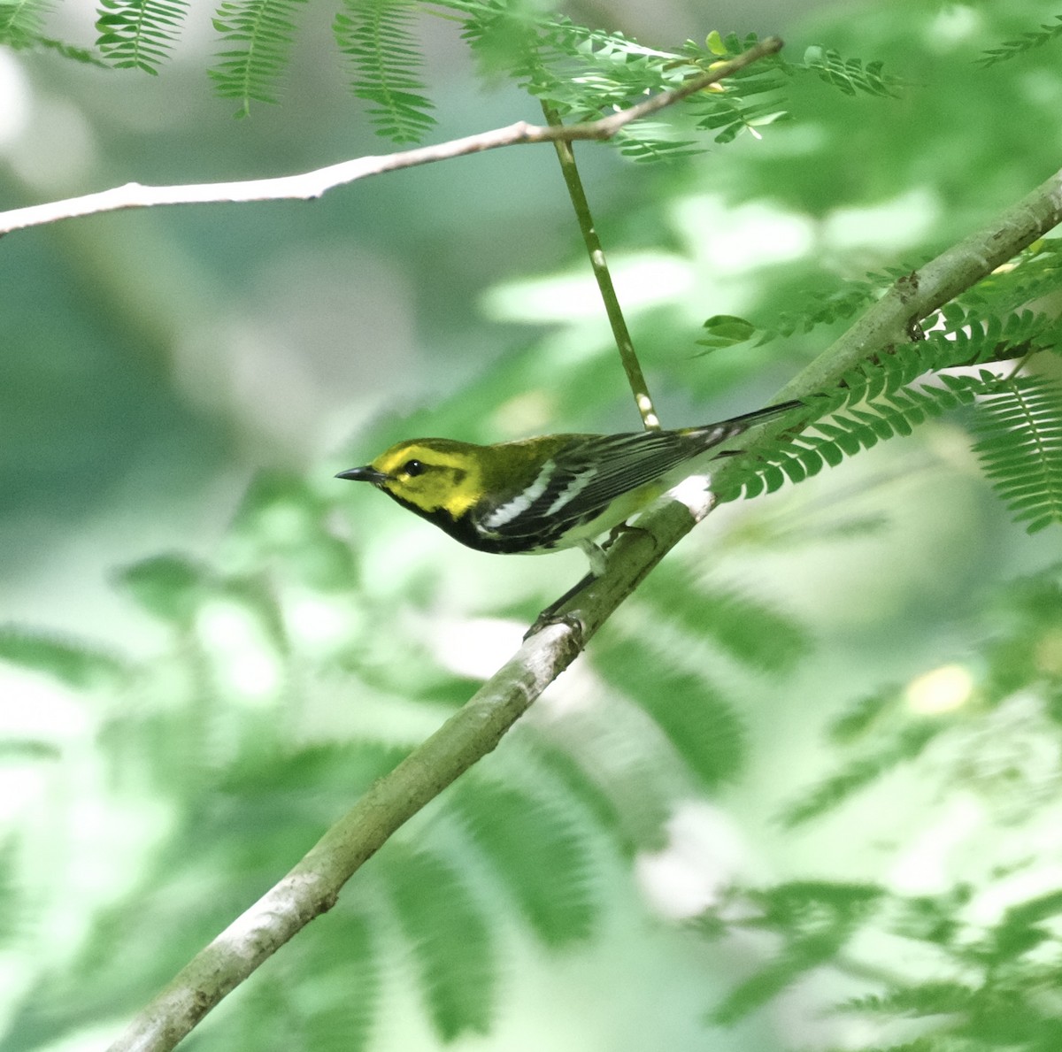 Black-throated Green Warbler - ML620142691