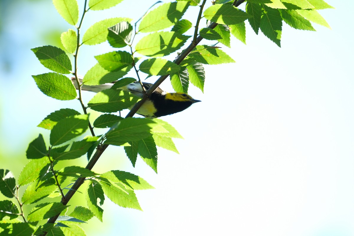 Black-throated Green Warbler - ML620142693