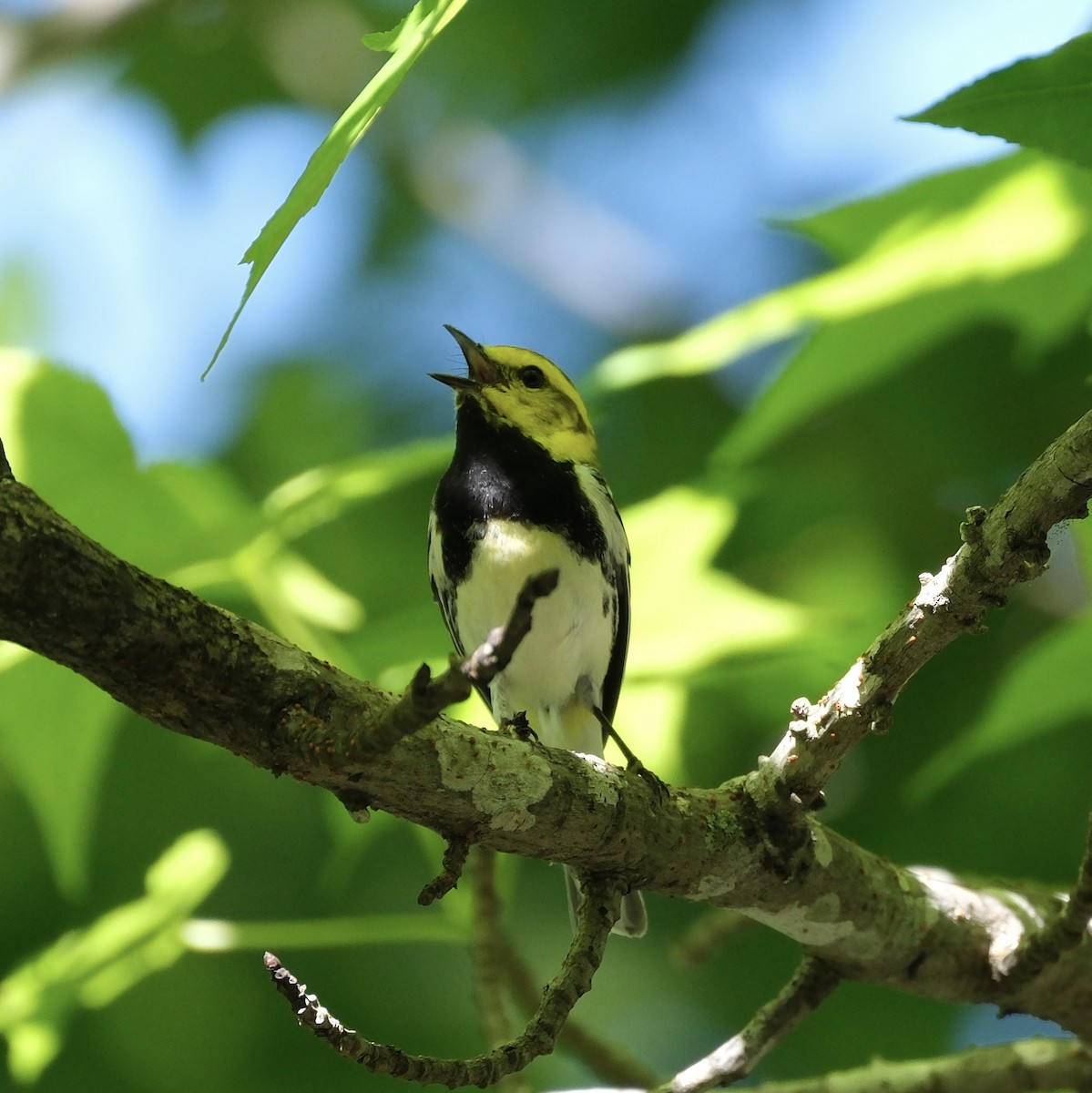 Black-throated Green Warbler - ML620142696
