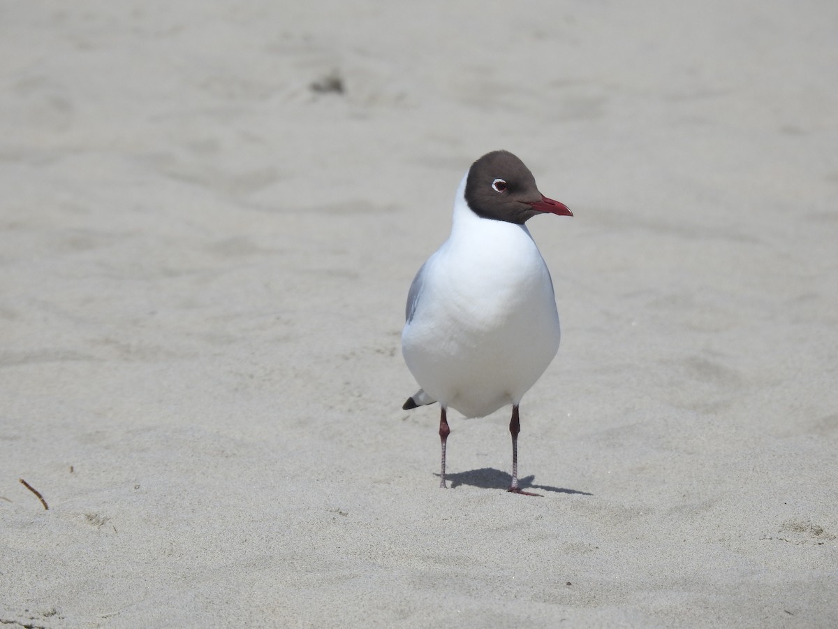 racek chechtavý - ML620142709