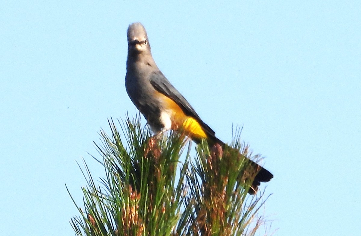 Gray Silky-flycatcher - ML620142714