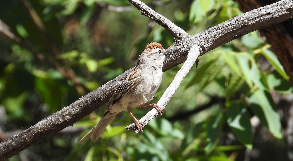 Chipping Sparrow - ML620142723