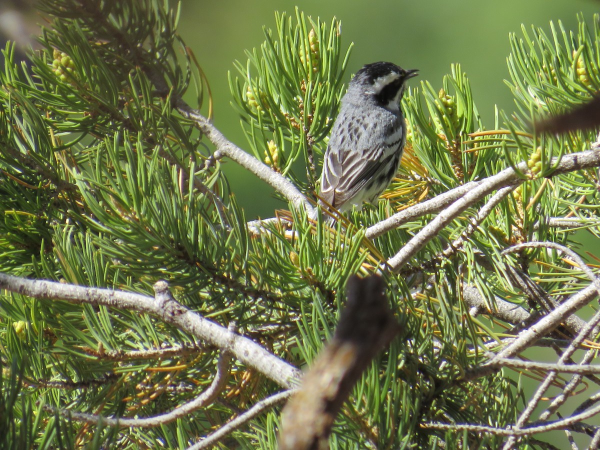 Black-throated Gray Warbler - ML620142728