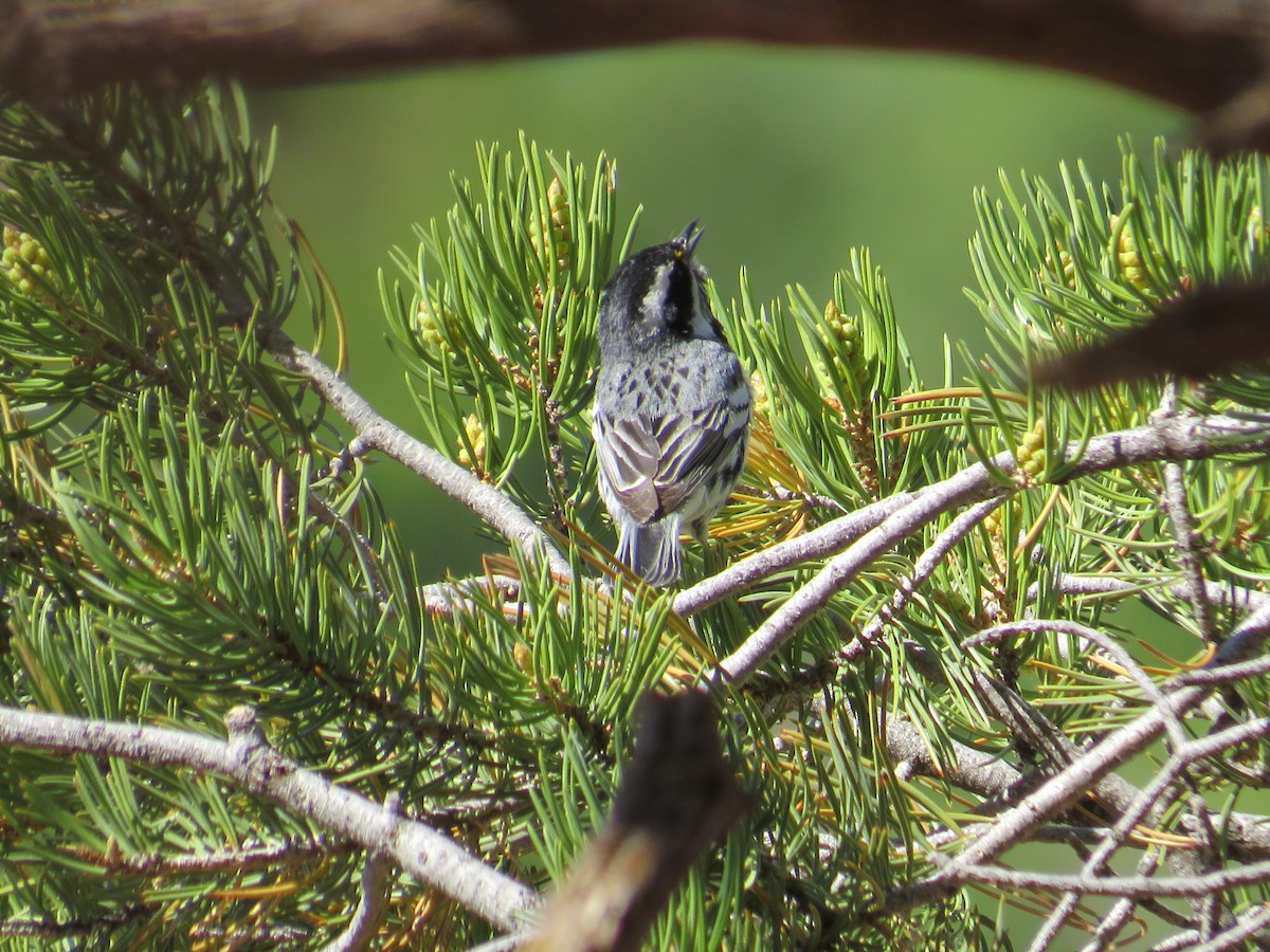 Black-throated Gray Warbler - ML620142729