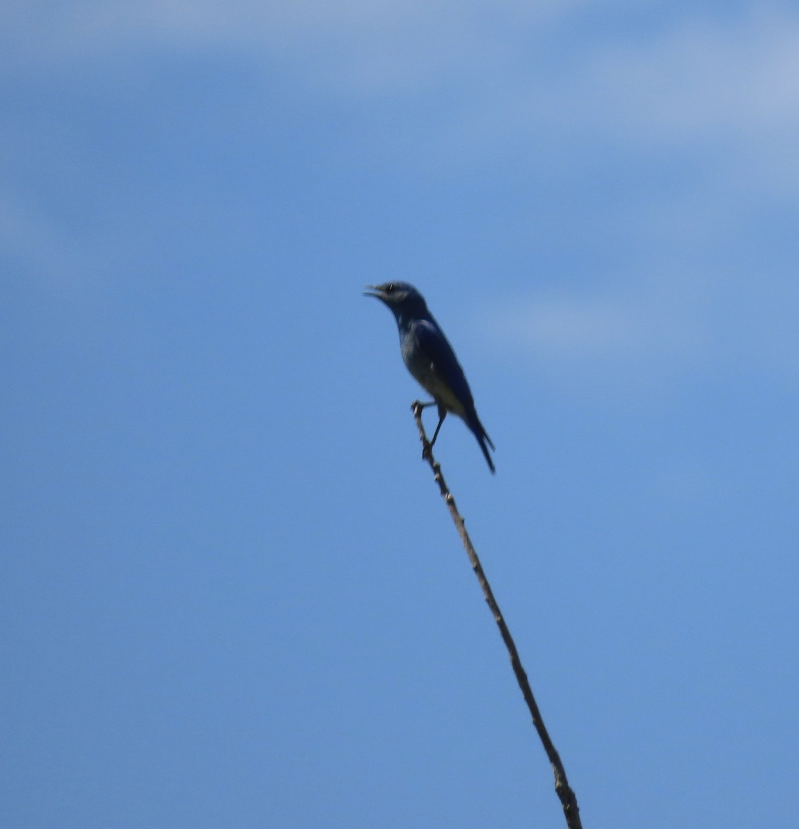 Mountain Bluebird - ML620142730