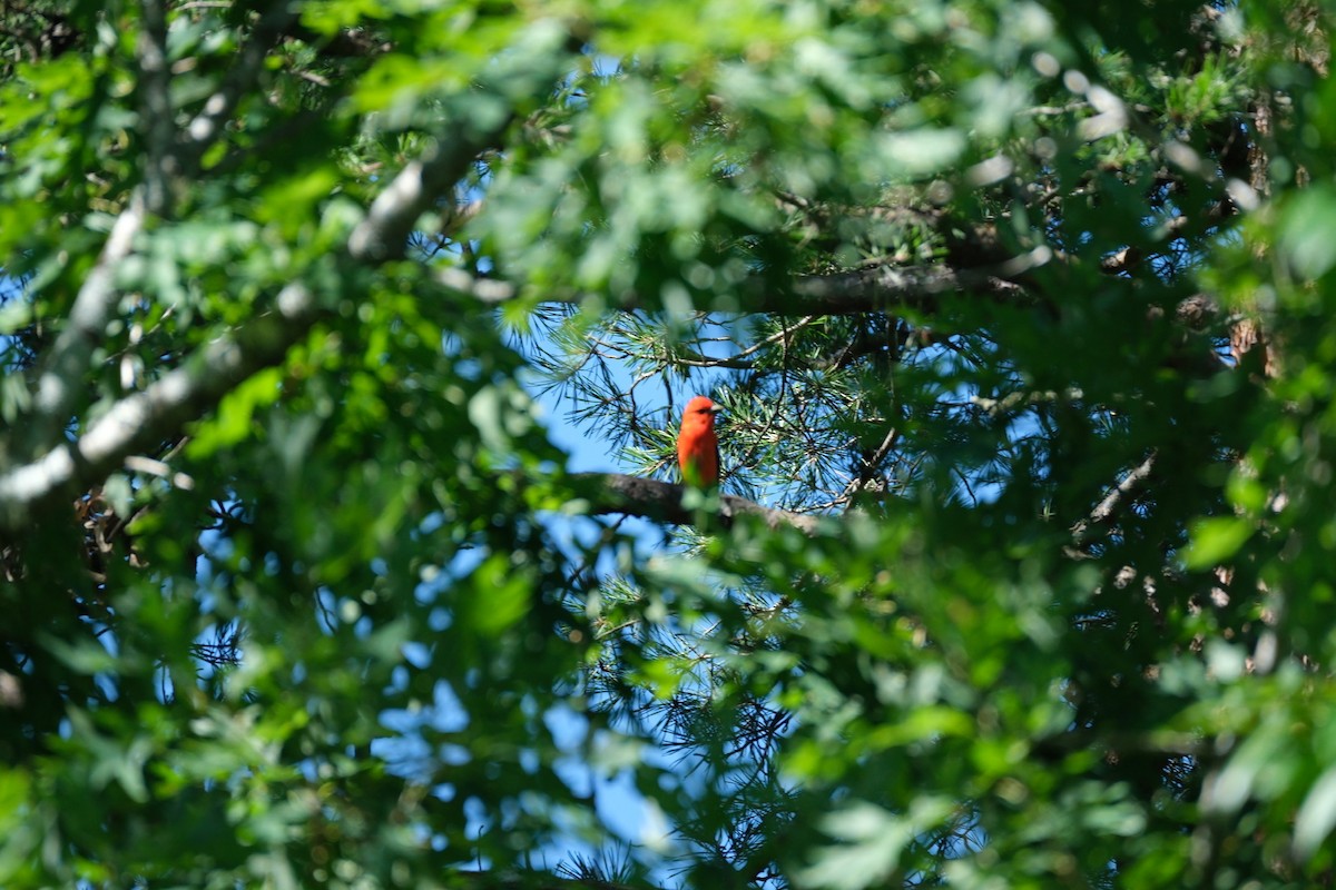 Scarlet Tanager - ML620142731