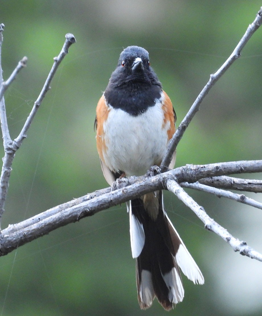 Spotted Towhee - ML620142733