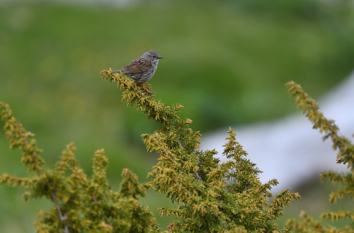 Dunnock - ML620142738