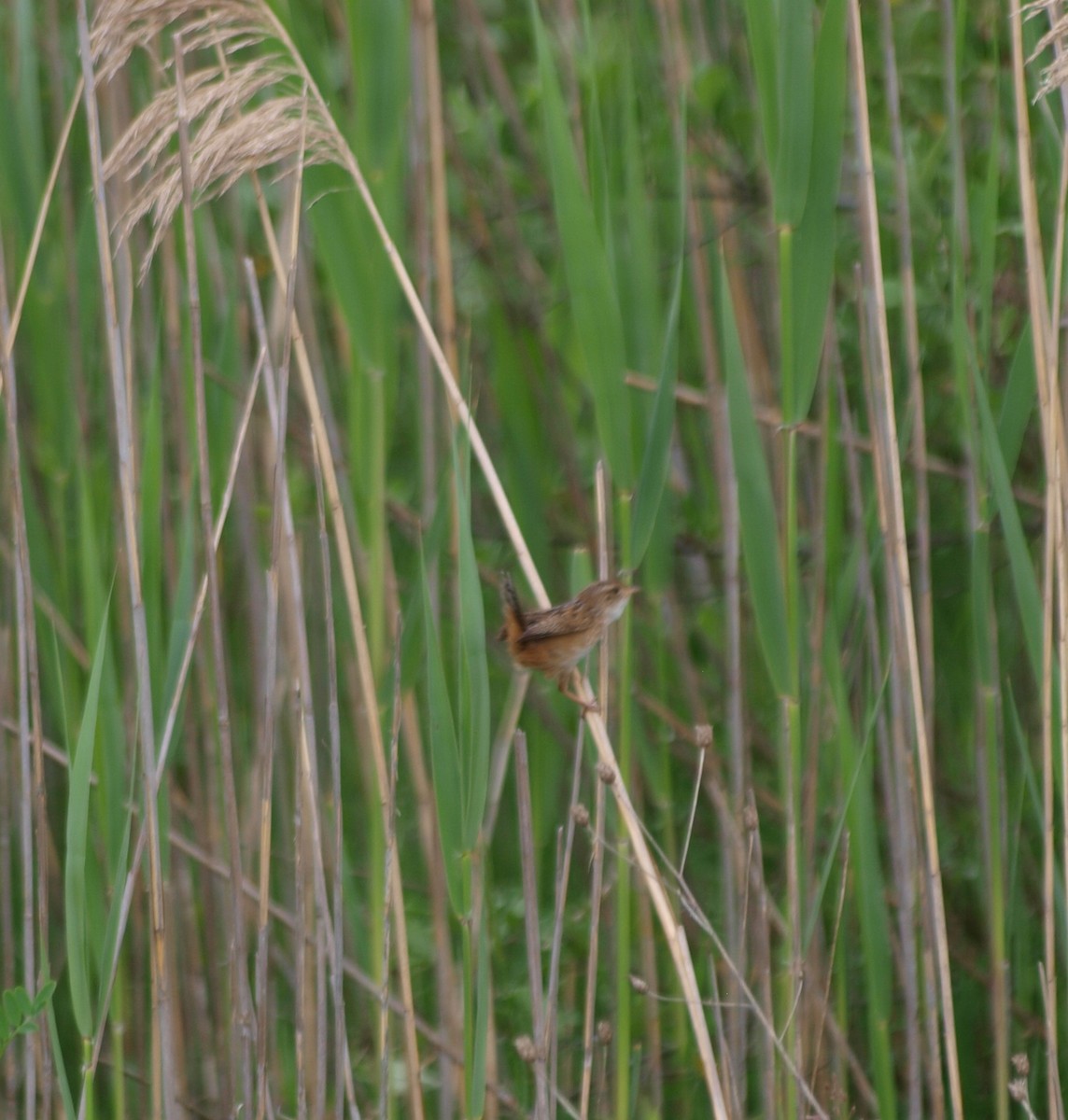 Sedge Wren - ML620142743