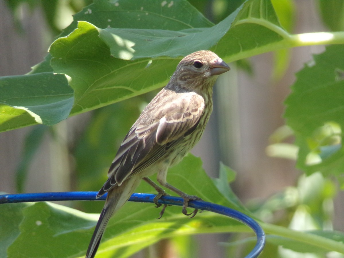 House Finch - ML620142749