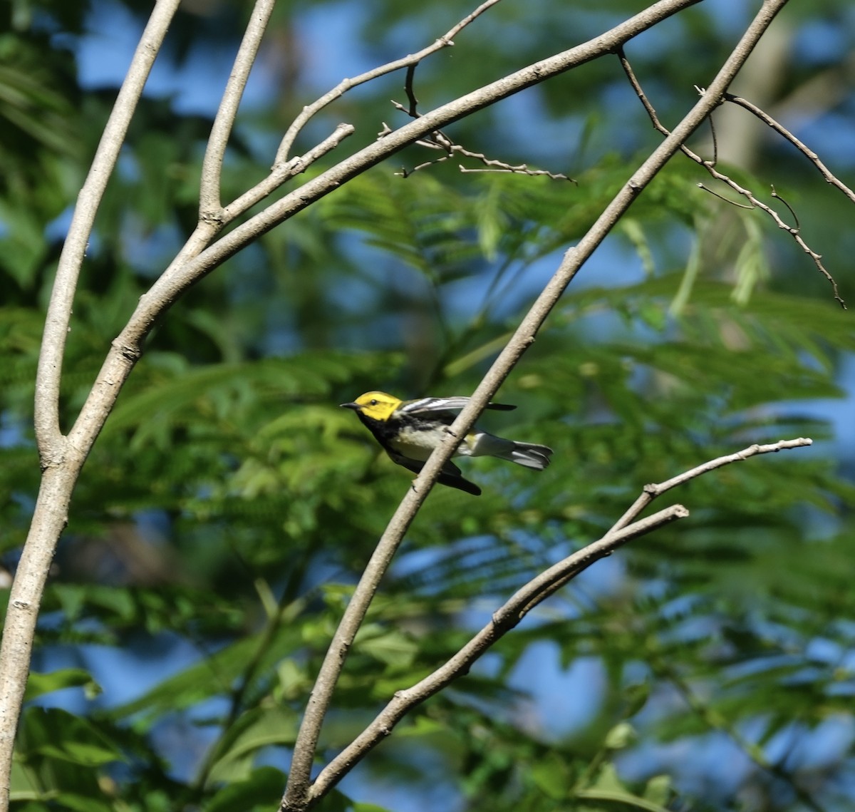 Black-throated Green Warbler - ML620142758