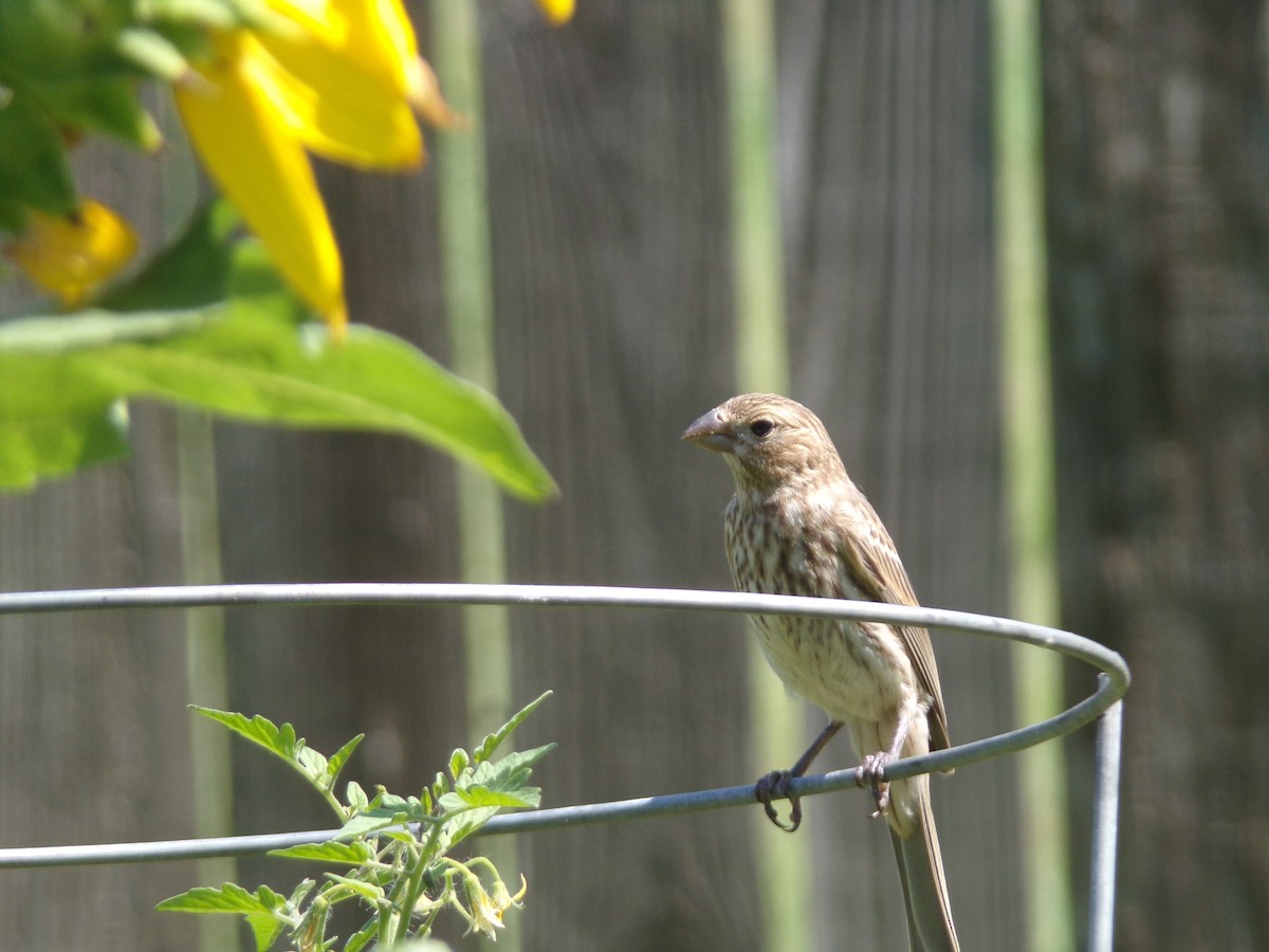 House Finch - ML620142762