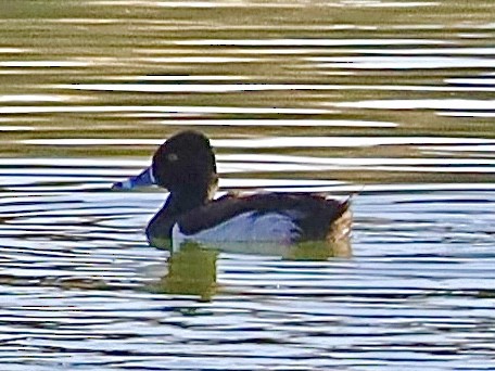 Ring-necked Duck - ML620142774