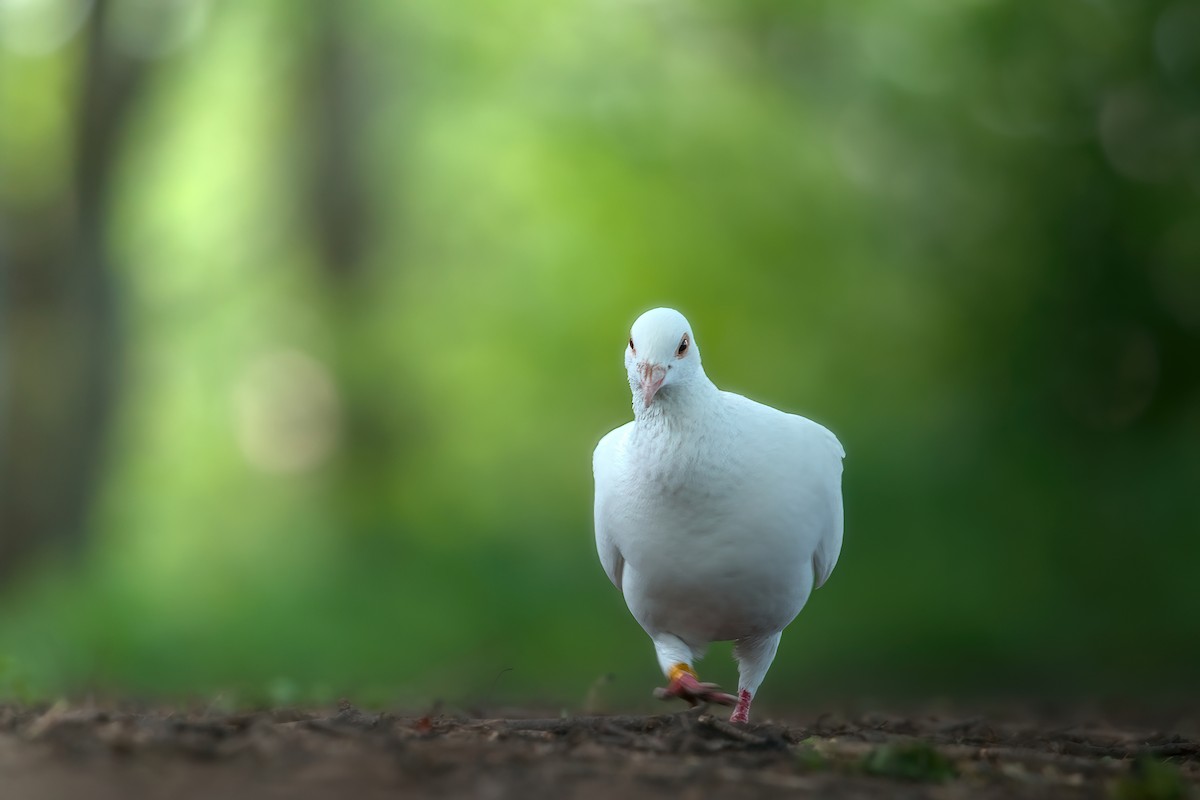 Rock Pigeon (Feral Pigeon) - ML620142778