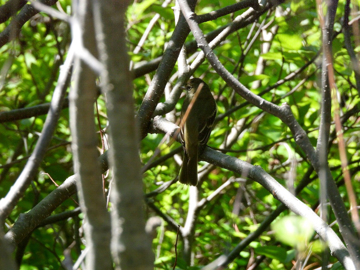 Alder Flycatcher - ML620142792