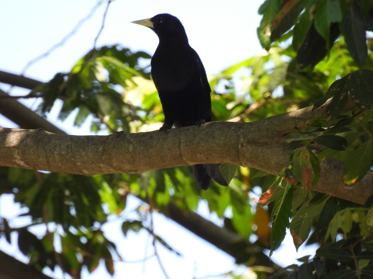 Red-rumped Cacique - ML620142797