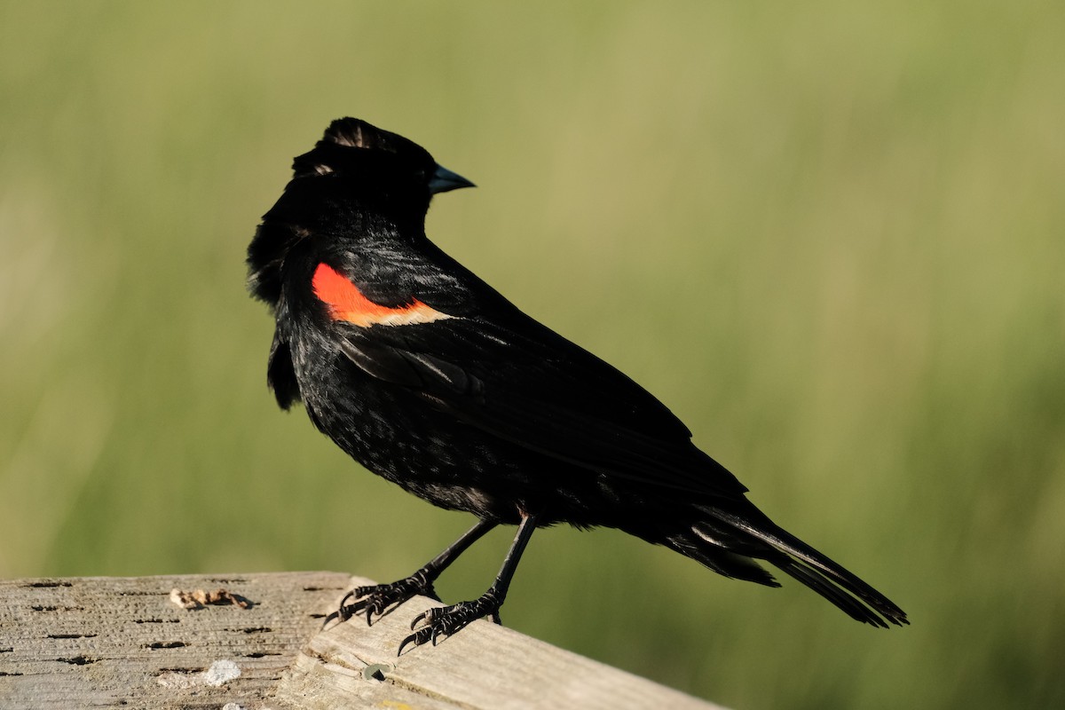 Red-winged Blackbird - ML620142802