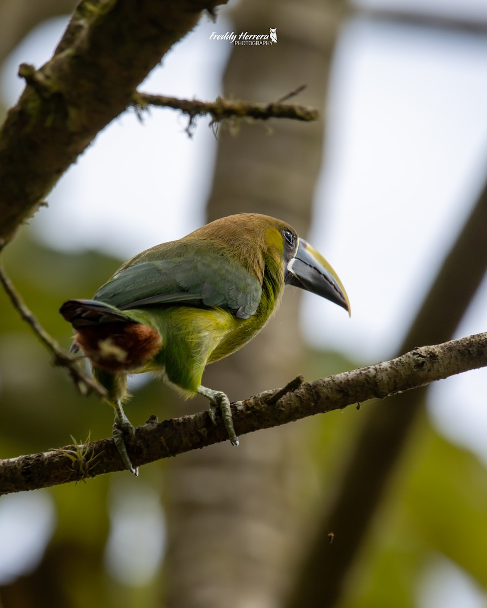 Northern Emerald-Toucanet - ML620142808