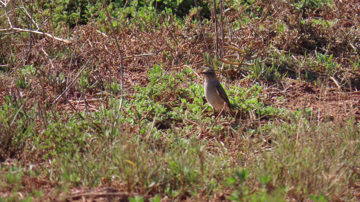 Sickle-winged Chat - ML620142815