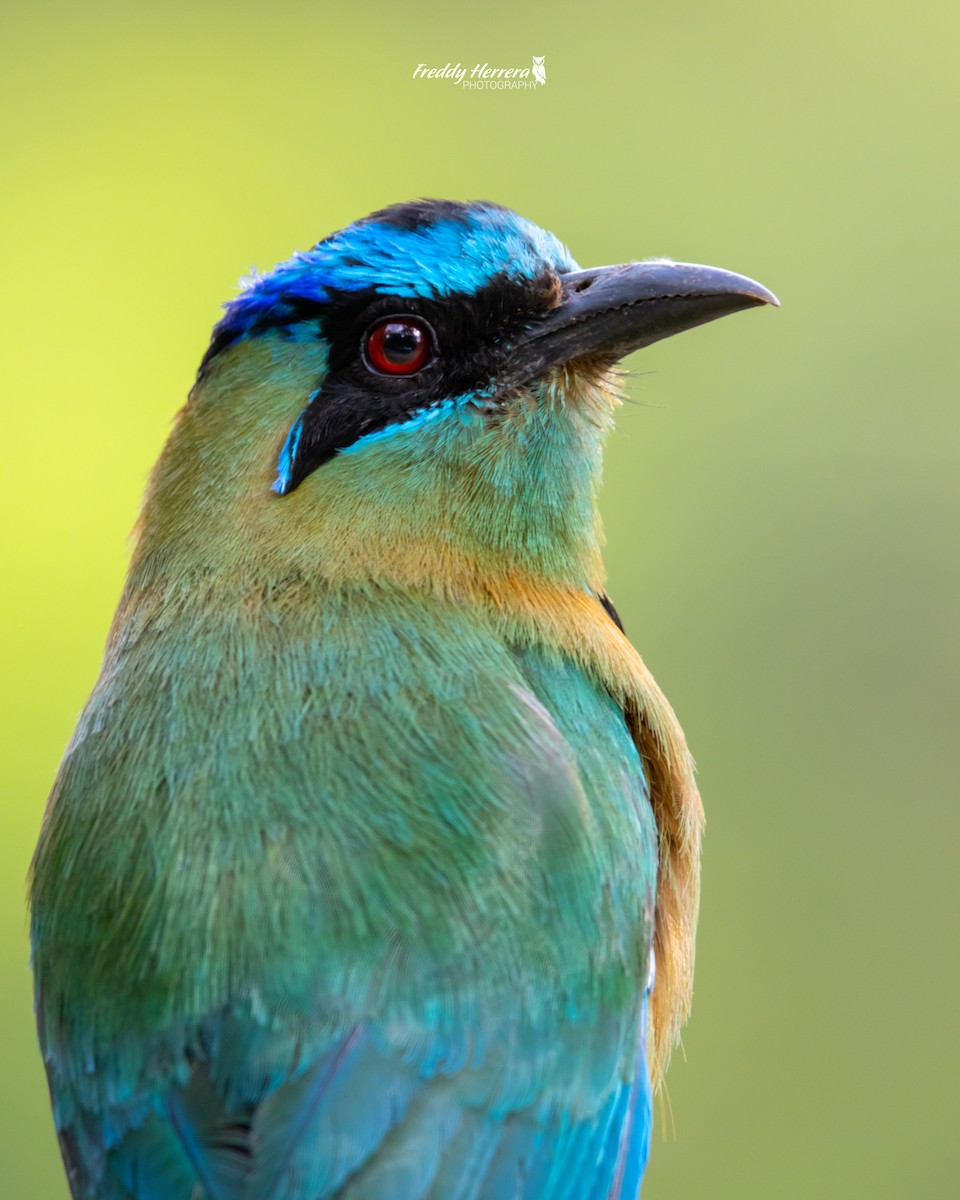 Diademmotmot - ML620142817