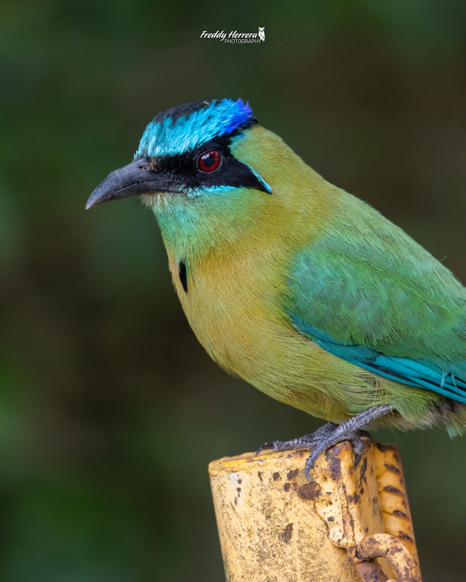 Diademmotmot - ML620142818