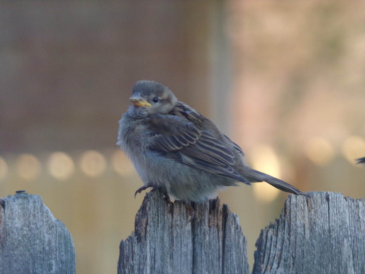 House Sparrow - ML620142819