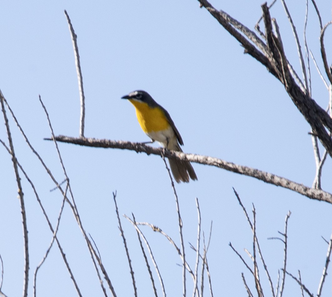 Yellow-breasted Chat - ML620142824