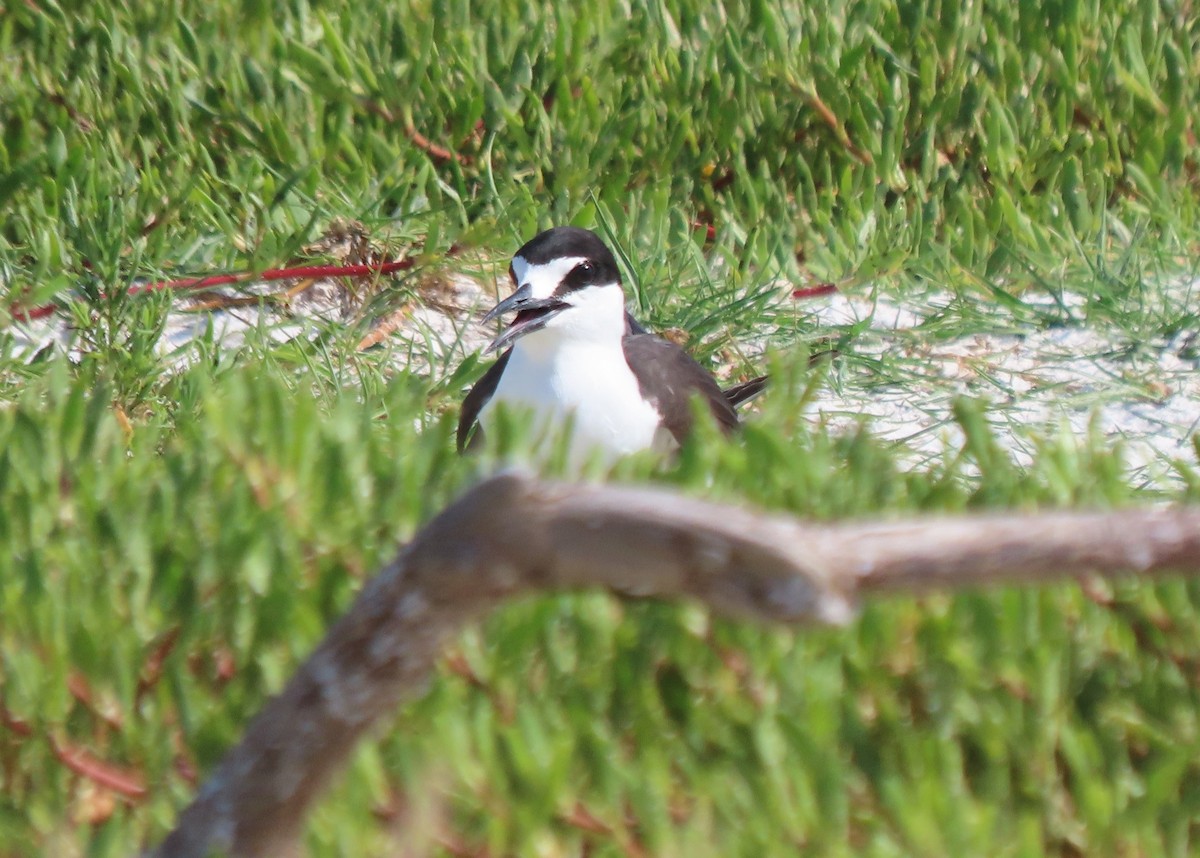 Sooty Tern - ML620142830