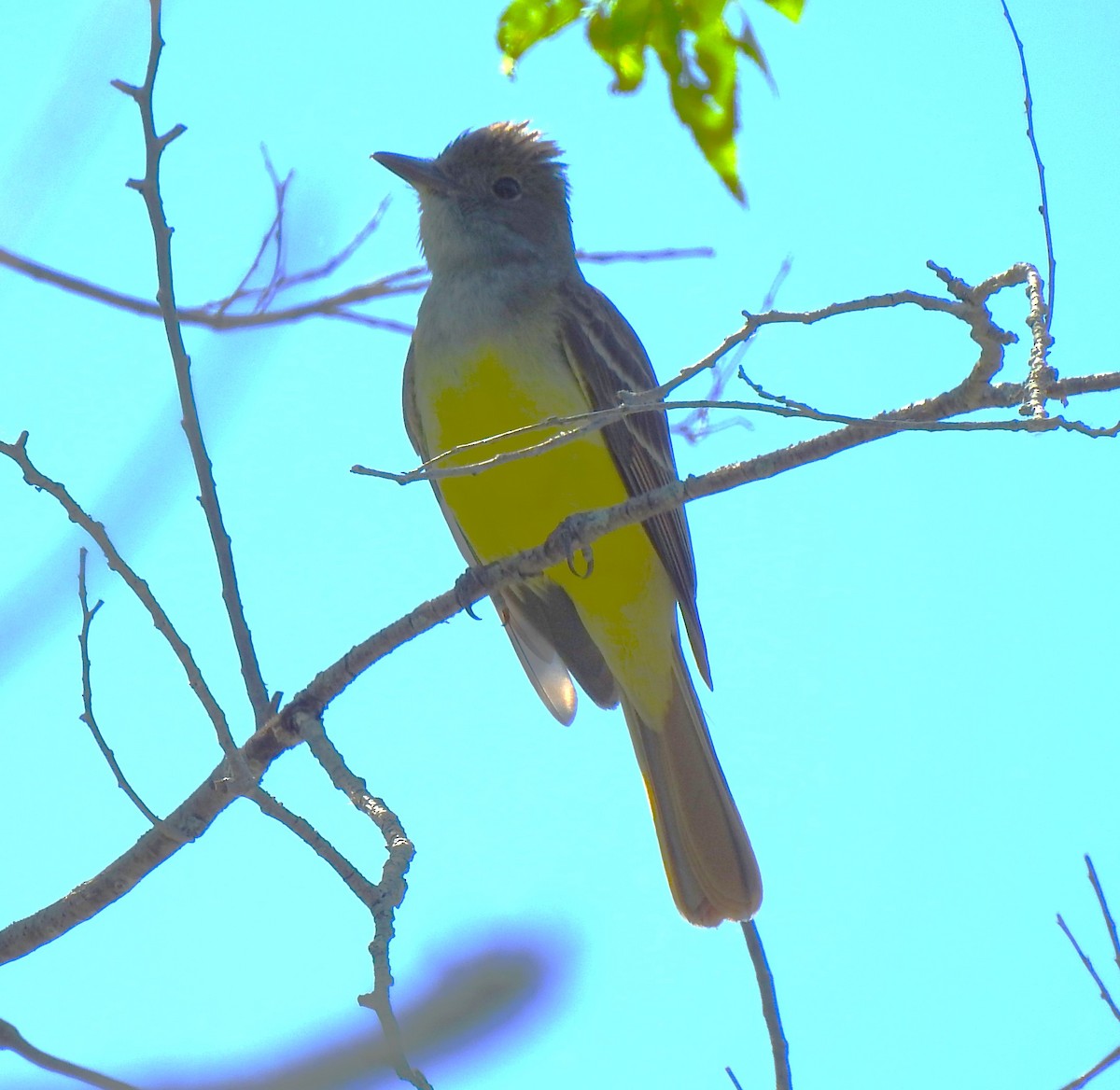Great Crested Flycatcher - ML620142847