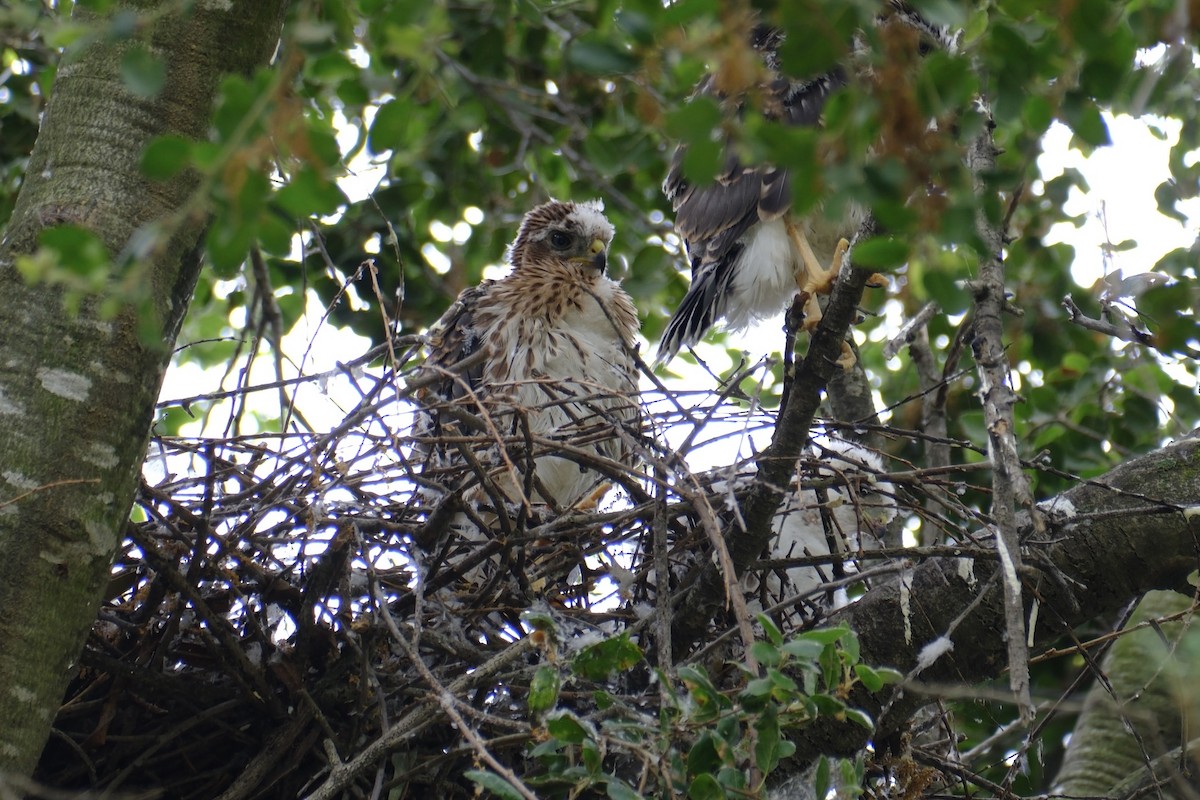 Red-tailed Hawk - ML620142850