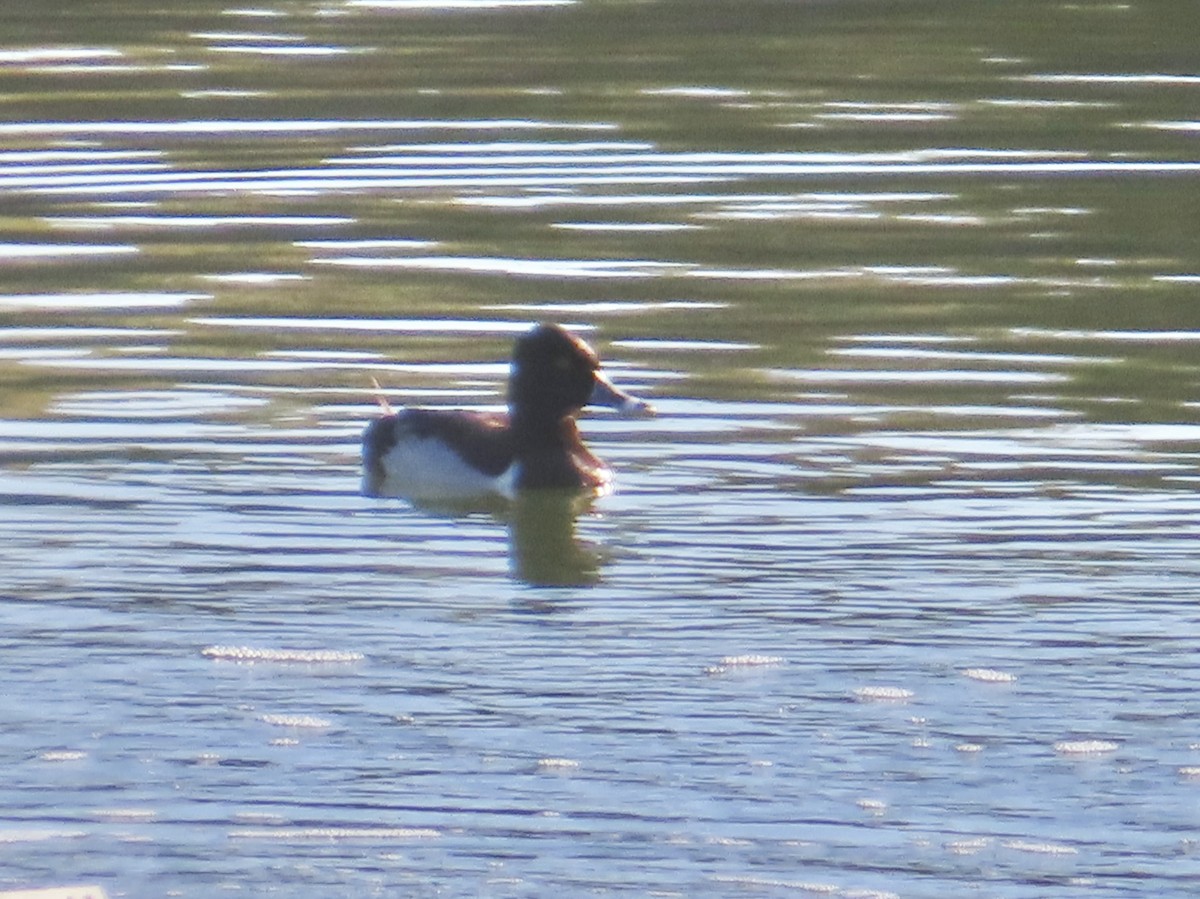 Ring-necked Duck - ML620142853
