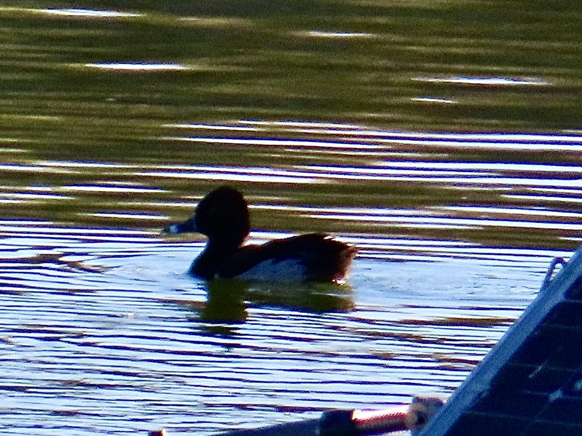 Ring-necked Duck - ML620142854