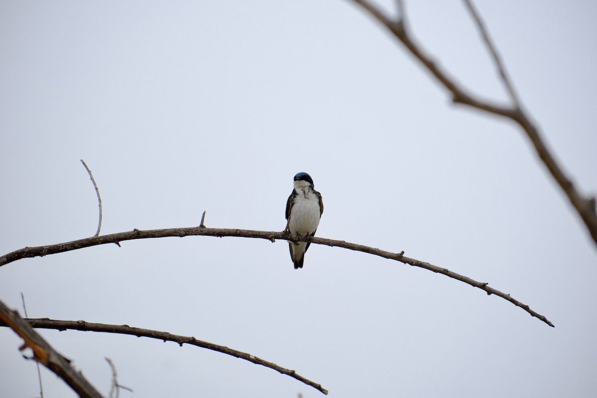 Tree Swallow - ML620142859