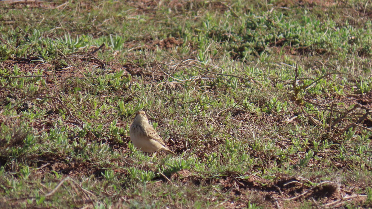African Pipit - ML620142861