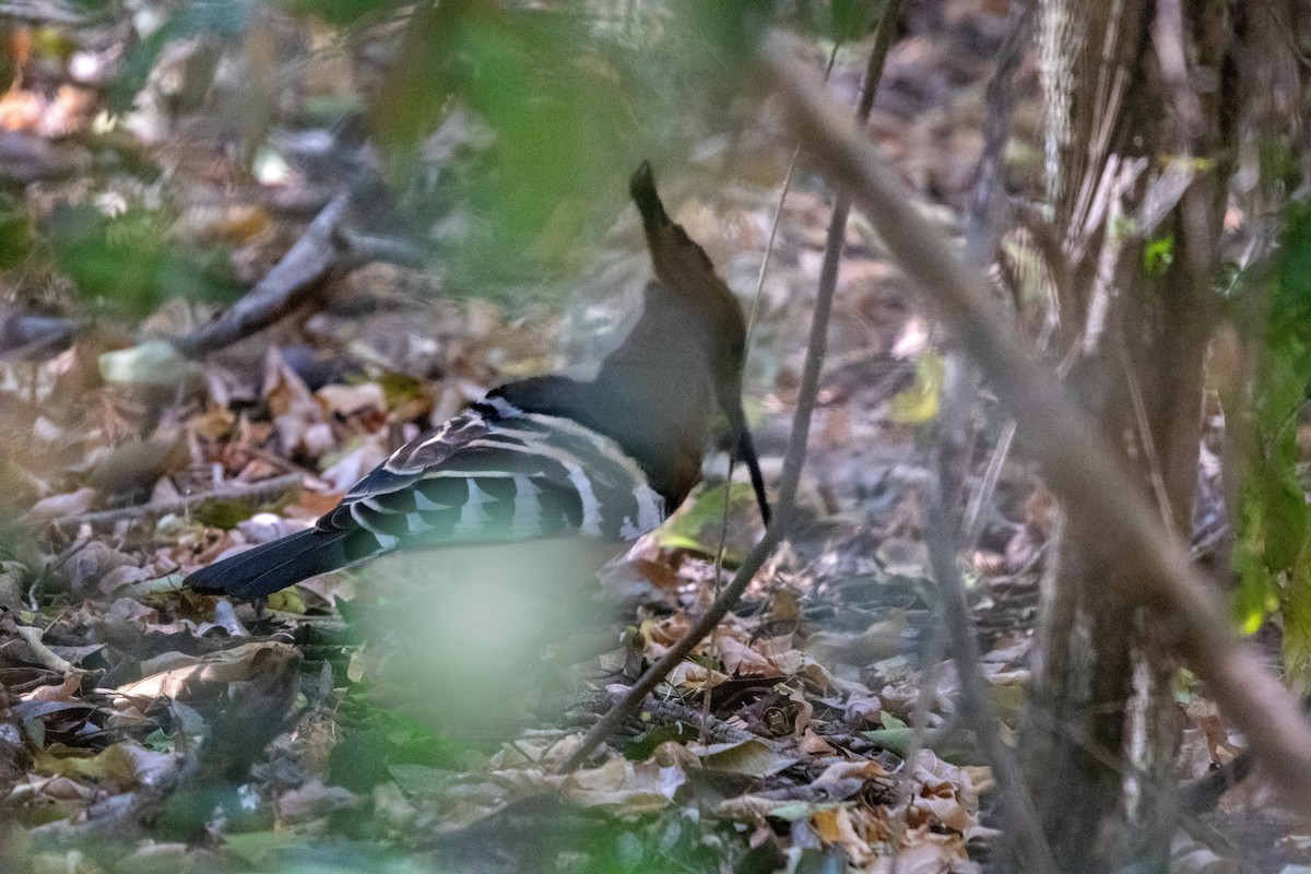 Madagascar Hoopoe - ML620142864