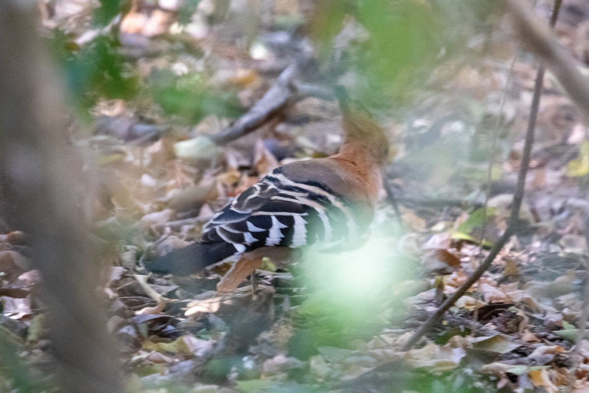 Madagascar Hoopoe - ML620142865