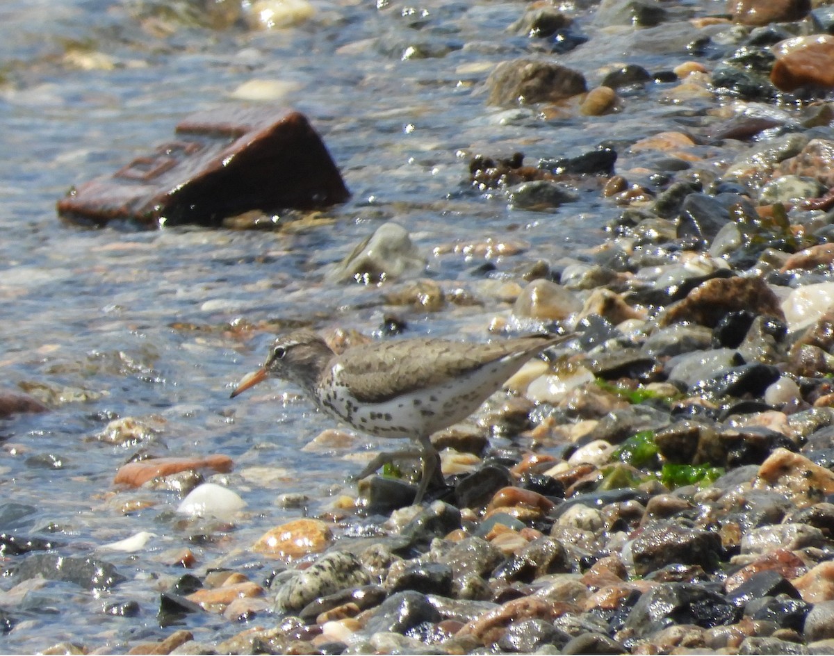 Spotted Sandpiper - ML620142873