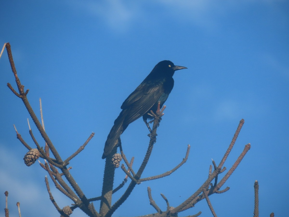 Boat-tailed Grackle - ML620142874