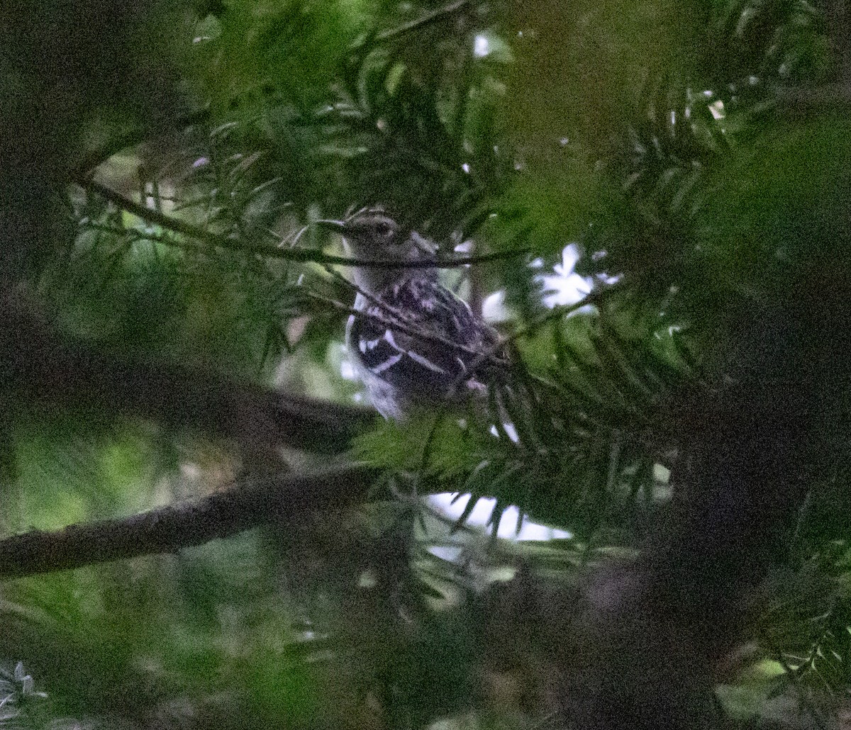 Black-and-white Warbler - ML620142877