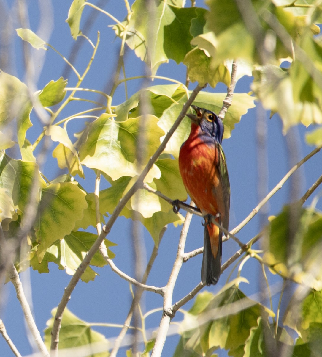 Painted Bunting - ML620142882