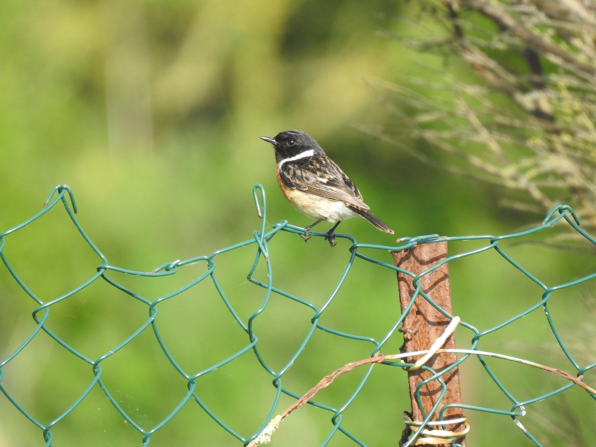 bramborníček černohlavý - ML620142889
