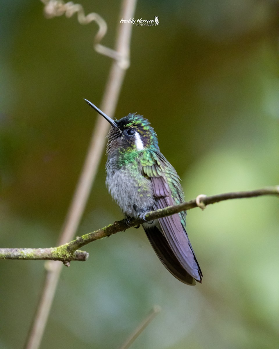 kolibřík fialovohrdlý - ML620142890