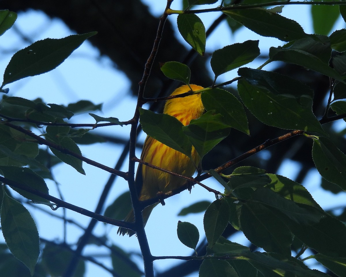 Yellow Warbler - ML620142896