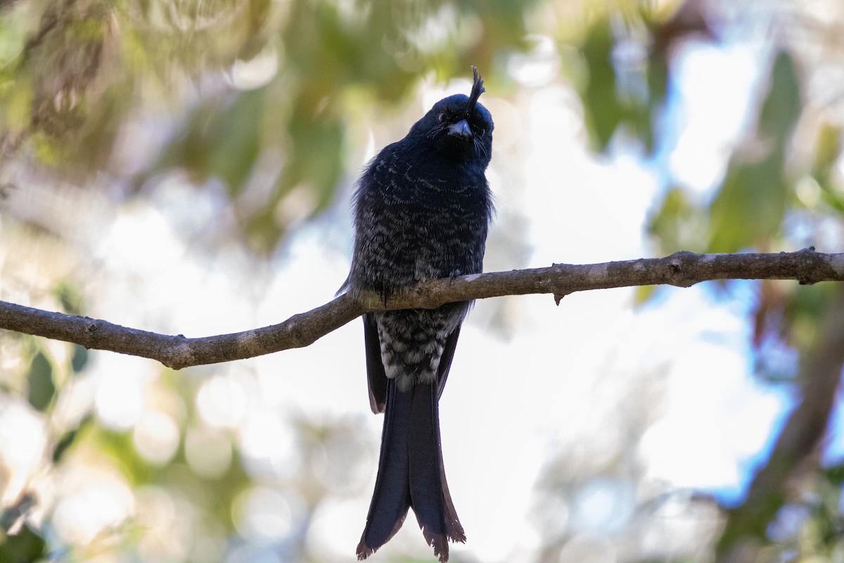 Crested Drongo - ML620142899